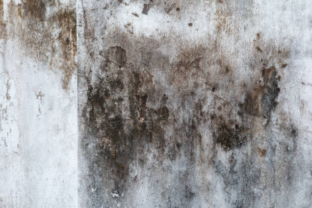 Best Emergency Mold Remediation  in Bargersville, IN