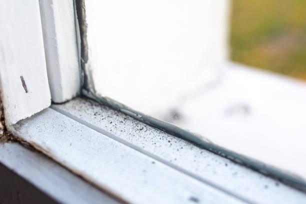 Best Mold Documentation for Insurance Claims  in Bargersville, IN