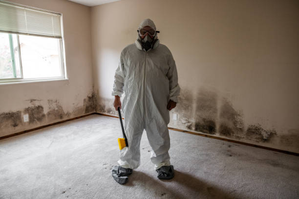 Best Basement Mold Removal  in Bargersville, IN