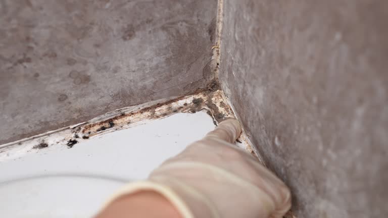 Best Real Estate Mold Inspection  in Bargersville, IN