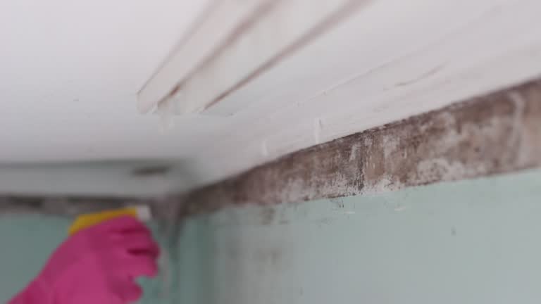 Best Asbestos and Lead Testing During Mold Inspection  in Bargersville, IN